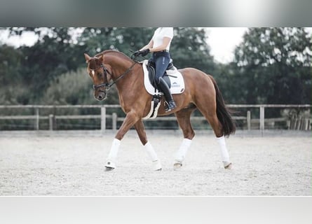 Oldenburg, Castrone, 14 Anni, 170 cm, Sauro