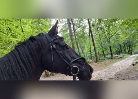 Oldenburg, Castrone, 17 Anni, 177 cm, Morello