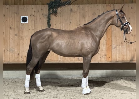 Oldenburg, Castrone, 2 Anni, 166 cm, Sauro scuro