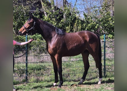 Oldenburg, Castrone, 2 Anni, 169 cm, Baio scuro
