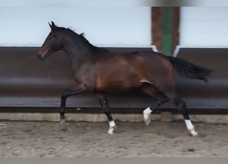 Oldenburg, Castrone, 2 Anni, 170 cm, Baio scuro
