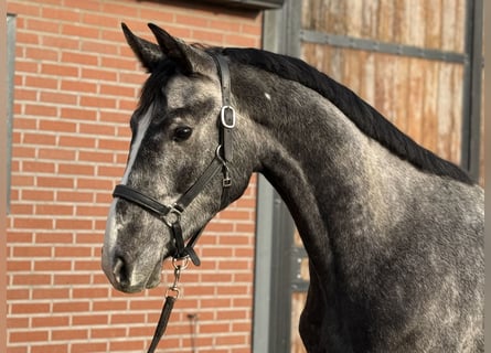 Oldenburg, Castrone, 2 Anni, 170 cm, Grigio