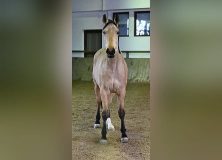 Oldenburg, Castrone, 2 Anni, 170 cm, Pelle di daino