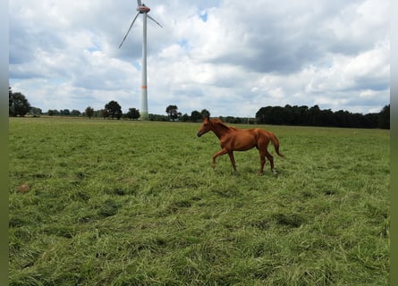 Oldenburg, Castrone, 2 Anni, 170 cm, Sauro