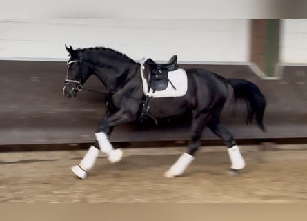 Oldenburg, Castrone, 2 Anni, 172 cm, Morello