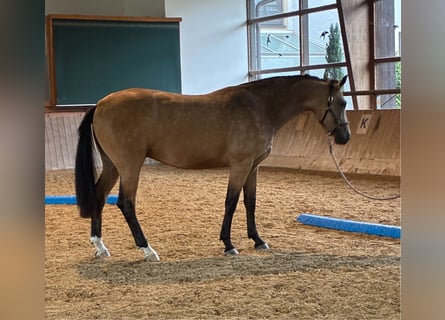 Oldenburg, Castrone, 2 Anni, 172 cm, Pelle di daino
