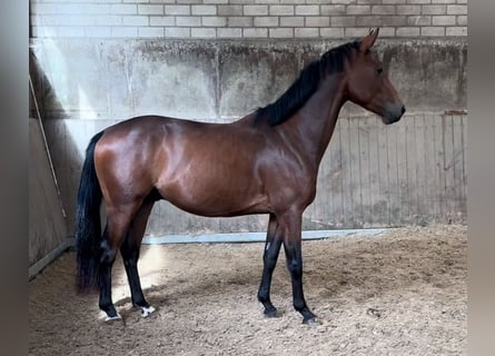 Oldenburg, Castrone, 3 Anni, 156 cm, Baio