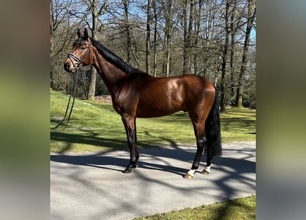 Oldenburg, Castrone, 3 Anni, 160 cm, Baio