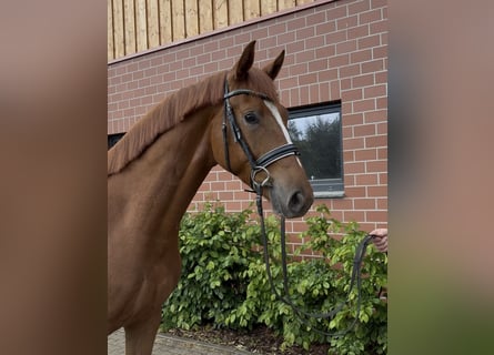 Oldenburg, Castrone, 3 Anni, 162 cm, Sauro