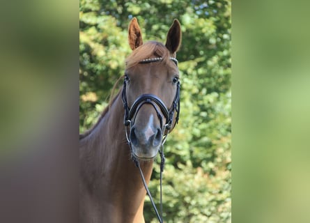 Oldenburg, Castrone, 3 Anni, 163 cm, Sauro