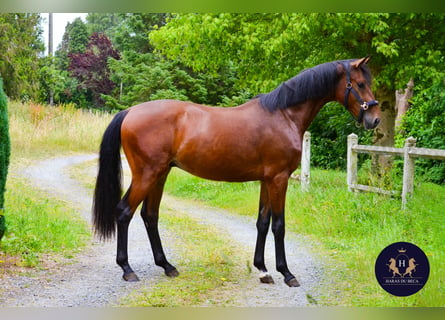 Oldenburg, Castrone, 3 Anni, 164 cm, Baio