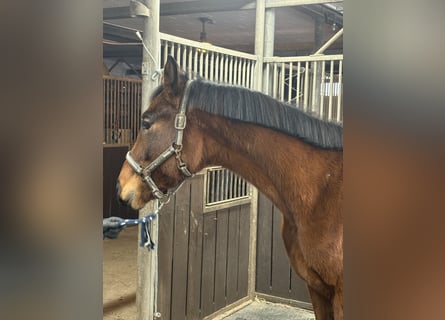 Oldenburg, Castrone, 3 Anni, 165 cm, Baio