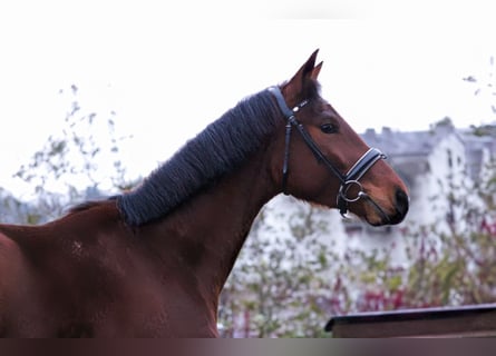 Oldenburg, Castrone, 3 Anni, 165 cm, Baio