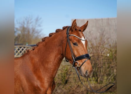 Oldenburg, Castrone, 3 Anni, 165 cm, Sauro