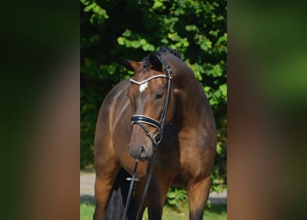 Oldenburg, Castrone, 3 Anni, 166 cm, Baio