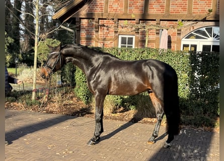 Oldenburg, Castrone, 3 Anni, 167 cm, Baio scuro