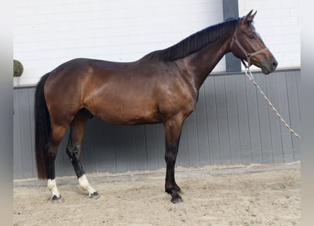 Oldenburg, Castrone, 3 Anni, 168 cm