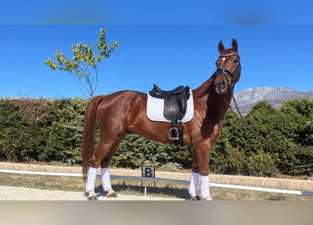 Oldenburg, Castrone, 3 Anni, 168 cm, Sauro