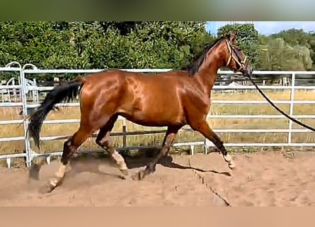 Oldenburg, Castrone, 3 Anni, 169 cm, Baio