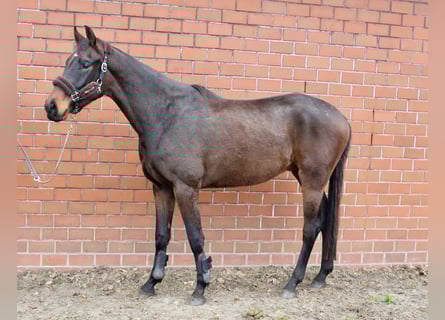Oldenburg, Castrone, 3 Anni, 169 cm, Baio scuro