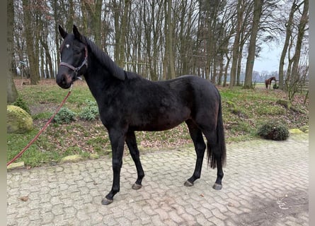Oldenburg, Castrone, 3 Anni, 169 cm, Baio scuro