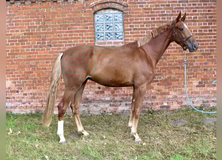 Oldenburg, Castrone, 3 Anni, 169 cm, Sauro