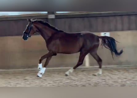 Oldenburg, Castrone, 3 Anni, 169 cm, Sauro scuro