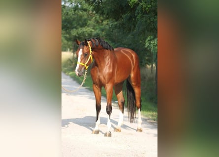 Oldenburg, Castrone, 3 Anni, 170 cm, Baio