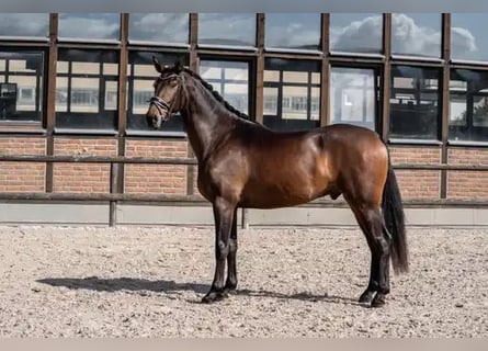 Oldenburg, Castrone, 3 Anni, 170 cm, Baio scuro