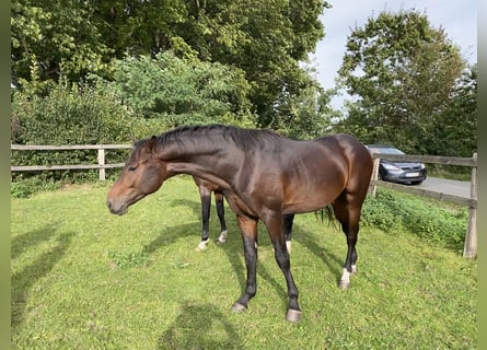 Oldenburg, Castrone, 3 Anni, 170 cm, Baio scuro