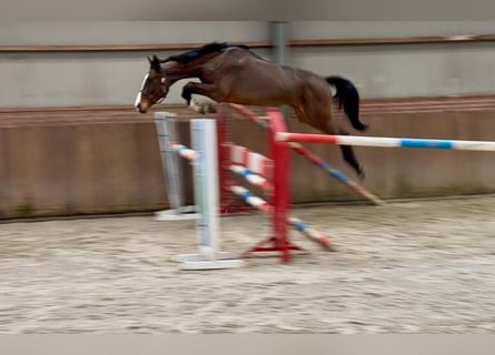 Oldenburg, Castrone, 3 Anni, 170 cm