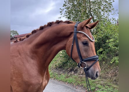 Oldenburg, Castrone, 3 Anni, 170 cm, Sauro