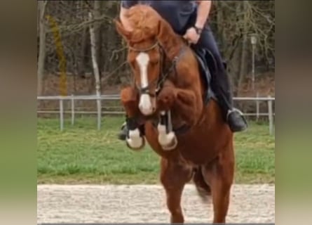 Oldenburg, Castrone, 3 Anni, 170 cm, Sauro