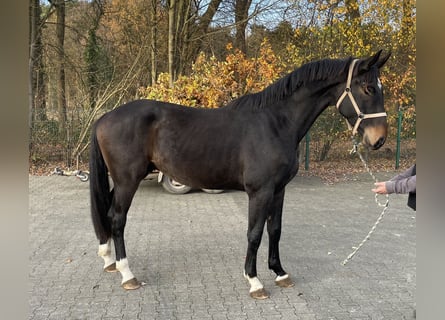 Oldenburg, Castrone, 3 Anni, 172 cm, Baio scuro