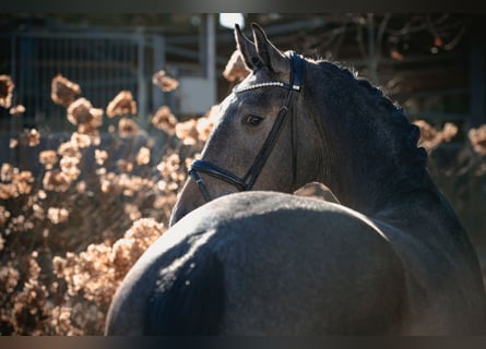 Oldenburg, Castrone, 3 Anni, 172 cm, Grigio