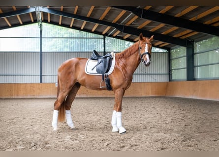 Oldenburg, Castrone, 3 Anni, 172 cm, Sauro