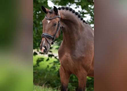 Oldenburg, Castrone, 3 Anni, 174 cm, Baio scuro
