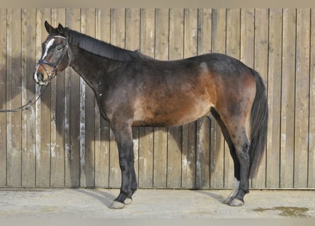 Oldenburg, Castrone, 3 Anni, Baio