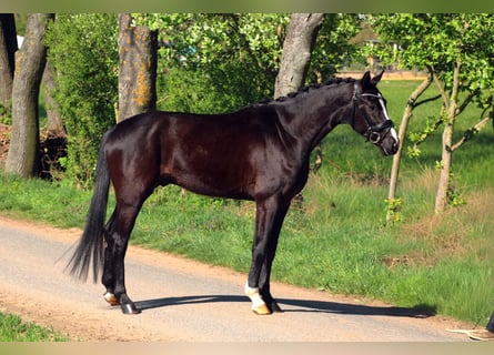 Oldenburg, Castrone, 4 Anni, 162 cm, Morello