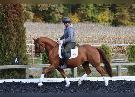 Oldenburg, Castrone, 4 Anni, 162 cm, Sauro