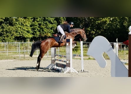 Oldenburg, Castrone, 4 Anni, 163 cm, Baio
