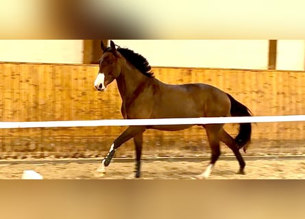 Oldenburg, Castrone, 4 Anni, 163 cm, Baio