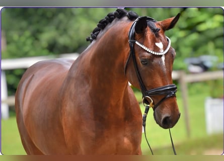 Oldenburg, Castrone, 4 Anni, 164 cm, Baio