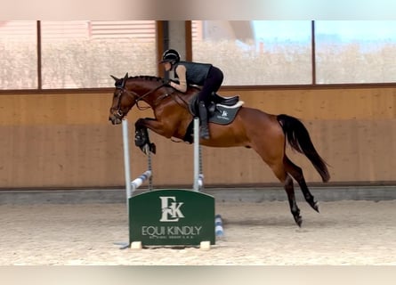 Oldenburg, Castrone, 4 Anni, 164 cm, Baio ciliegia