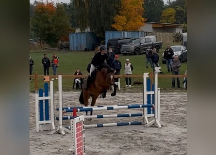 Oldenburg, Castrone, 4 Anni, 165 cm, Baio