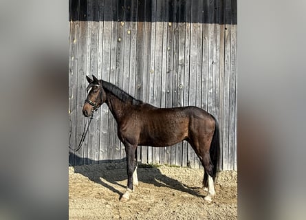 Oldenburg, Castrone, 4 Anni, 165 cm, Baio scuro