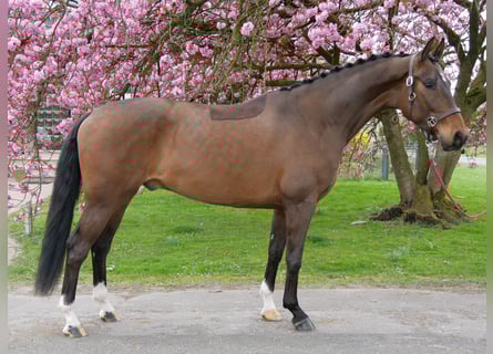 Oldenburg, Castrone, 4 Anni, 165 cm