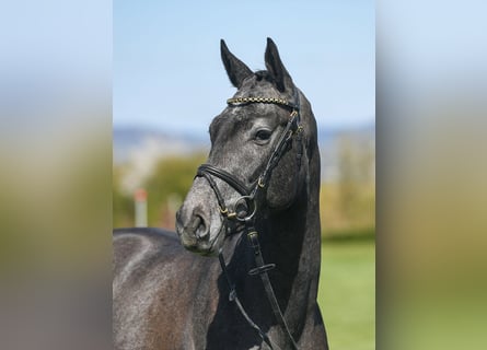 Oldenburg, Castrone, 4 Anni, 165 cm, Grigio