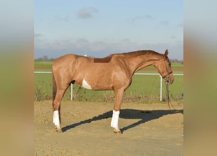Oldenburg, Castrone, 4 Anni, 165 cm, Sauro