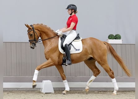 Oldenburg, Castrone, 4 Anni, 165 cm, Sauro scuro